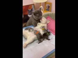 cat family